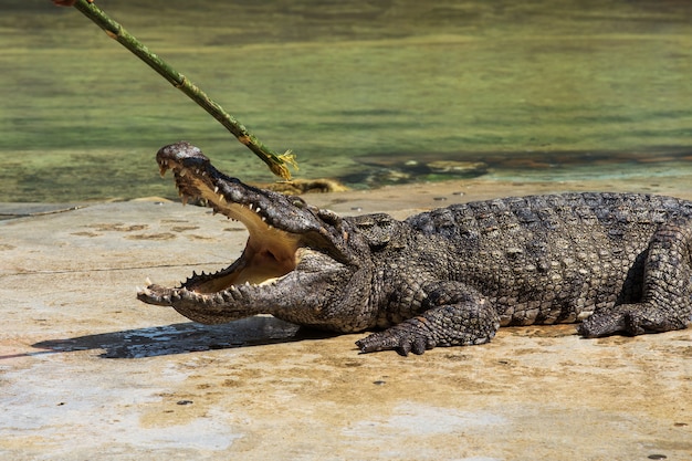 Krokodil in Thailand