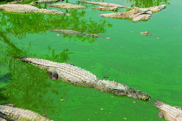 Krokodil in Thailand