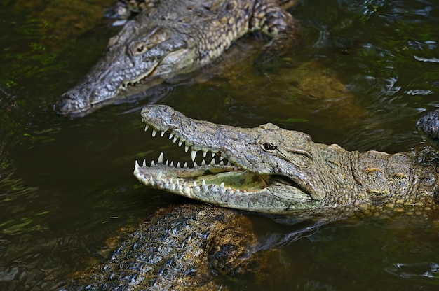 Krokodil-Masai-Mara-Nationalpark in Kenia