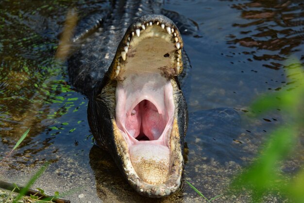 Foto krokodil mit offenem maul im fluss