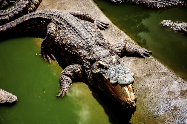 Foto krokodil sind mund ist in der farm offen.