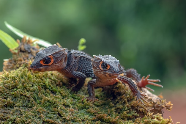 Krokodil-Skink-Eidechse in ihrer Umgebung