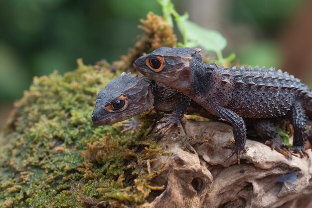 Krokodil-Skink-Eidechse in ihrer Umgebung