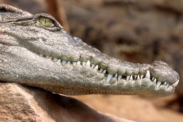 Krokodil zögerte, Zähne zu schießen.