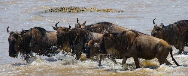 Krokodilangriff Gnus im Mara Fluss. Große Migration. Kenia. Tansania. Masai Mara Nationalpark