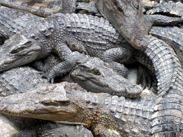 Krokodile hautnah in Thailand