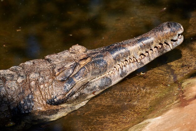 Krokodile sind unheimliche Tiere