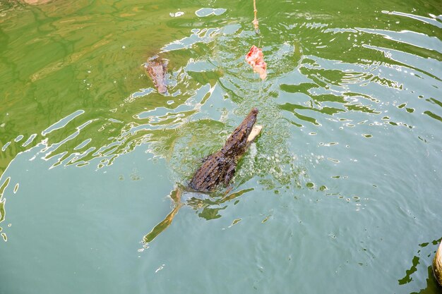 Foto krokodilfarm in phuket, thailand gefährlicher alligator in der wildnis