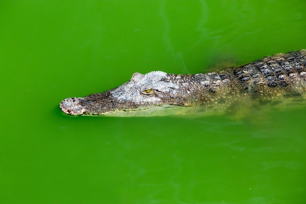 Krokodilfarm in Phuket, Thailand Gefährlicher Alligator in der Wildnis