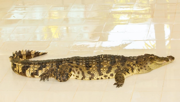 Foto krokodilfarm in phuket, thailand gefährlicher alligator in der wildnis