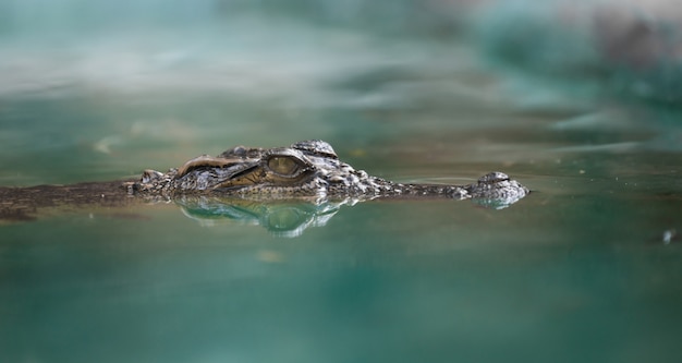 Krokodilgesicht und Reflexion im Wasser