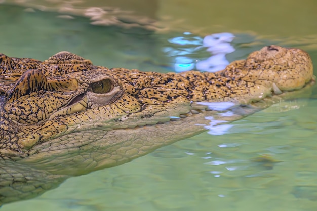 Krokodilkopf mit zahnigen Mund und gelbem Auge, eng auf einem grünen Hintergrund abgeschieden