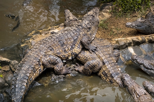 Krokodilpark auf der Insel Mauritius. La Vanilla Nature Park.Crocodiles.