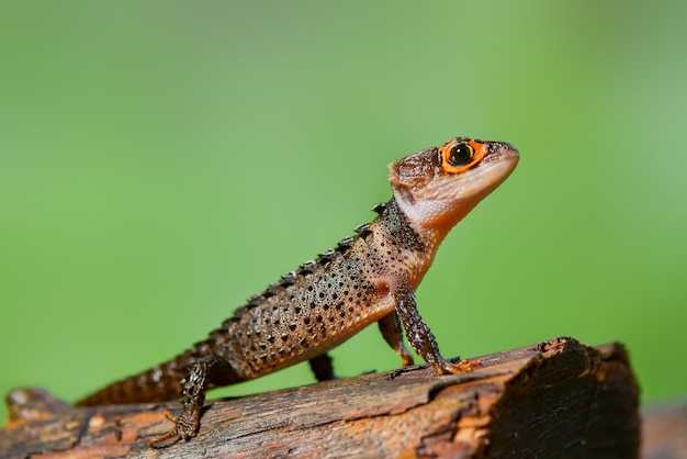 Krokodilskink auf Holz im tropischen Garten