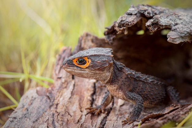 Krokodilskink auf Holz im tropischen Wald