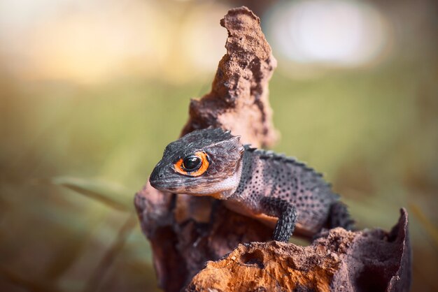 Krokodilskink auf Holz im tropischen Wald