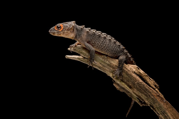 Krokodilskink auf schwarzem Hintergrund