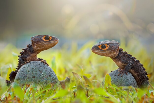 Krokodilskink auf Zweigen im tropischen Garten