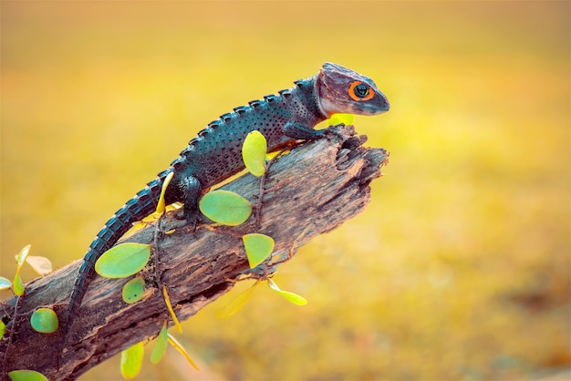 Krokodilskink auf Zweigen im tropischen Garten