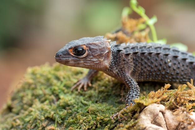 Krokodilskink-Eidechse auf ihre Umgebung