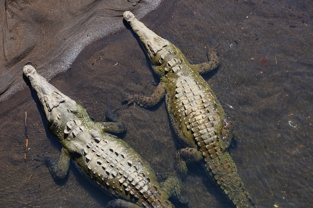 Krokodilstandort in Costa Rica, Mittelamerika