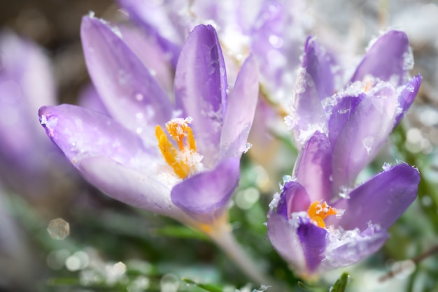 Krokus blüht im Frühjahr