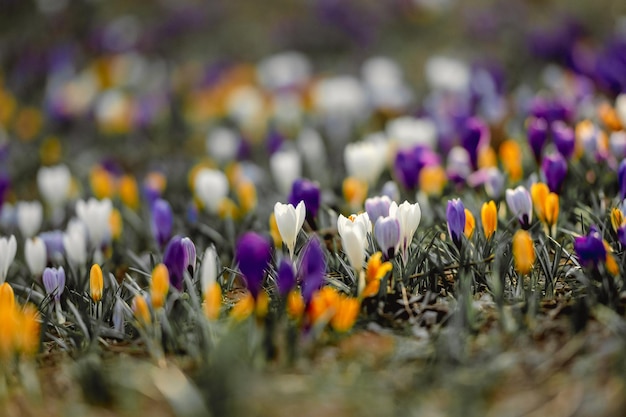 Krokus blüht im Frühling