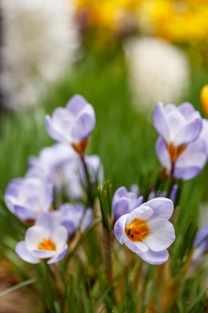 Krokus Blumen