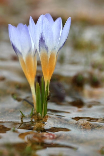 Krokus mit Schneewasser