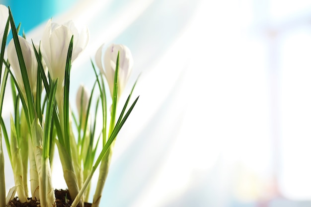 Krokus, Plural Krokusse oder Krokus ist eine Gattung von Blütenpflanzen in der Familie der Schwertlilien. Ein einzelner Krokus, ein Haufen Krokusse, eine Wiese voller Krokusse, Nahaufnahmekrokus. Krokus auf weißem Hintergrund.