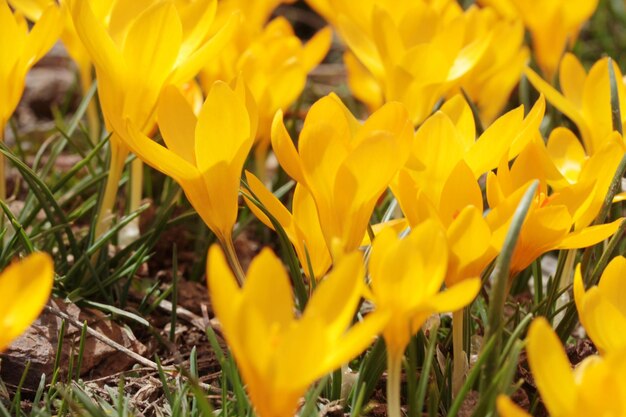 Foto krokus schöne gelbe blume