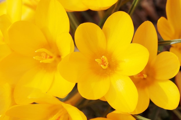 Krokus Schöne gelbe Blume