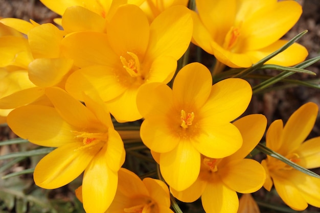 Krokus Schöne gelbe Blume