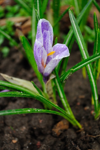 Krokus