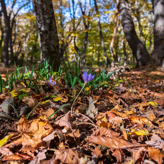 Krokusblüte im gelben Herbstwald