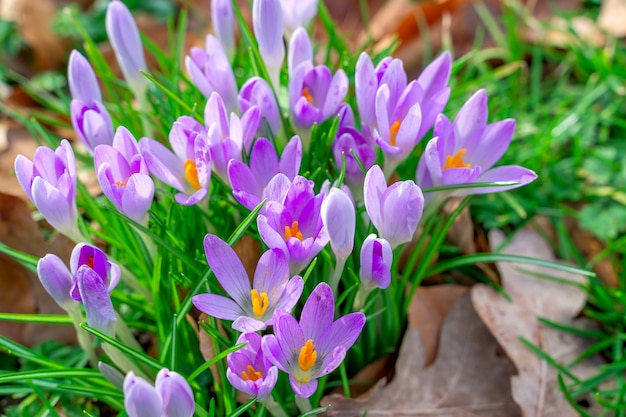 Krokusblüten während der frühen Frühlingssaison