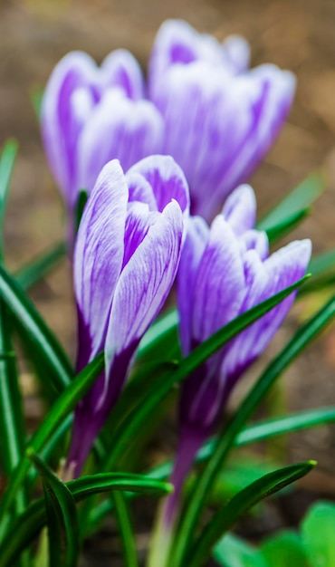 Krokusblumen im Garten, Frühling, Frühling, Frühling, Frühling, Frühling, Frühling, Frühling, Frühling, Frühling, Frühling