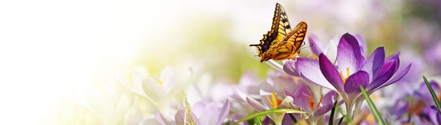 Krokusblumen in weichem Fokus an einem sonnigen Frühlingstag mit Schmetterling