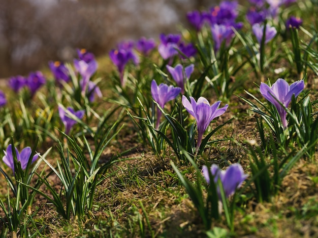 Krokusse auf einer sonnigen Wiese. Heller Frühlingshintergrund.