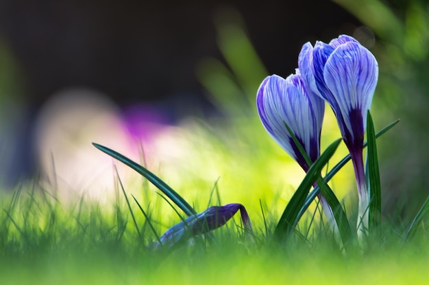 Krokusse auf grünem Gras Nahaufnahme mit selektivem Fokus