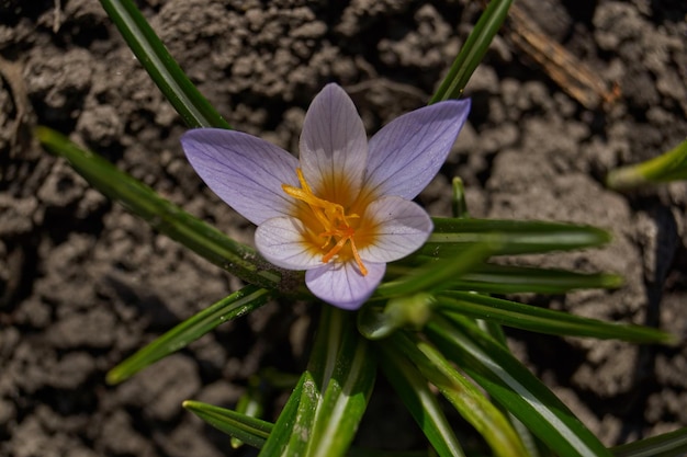 Krokusse blühen auf dem Rasen im Garten