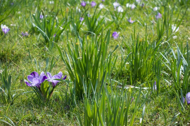 Krokusse blühen im Frühling zwischen den Narzissen