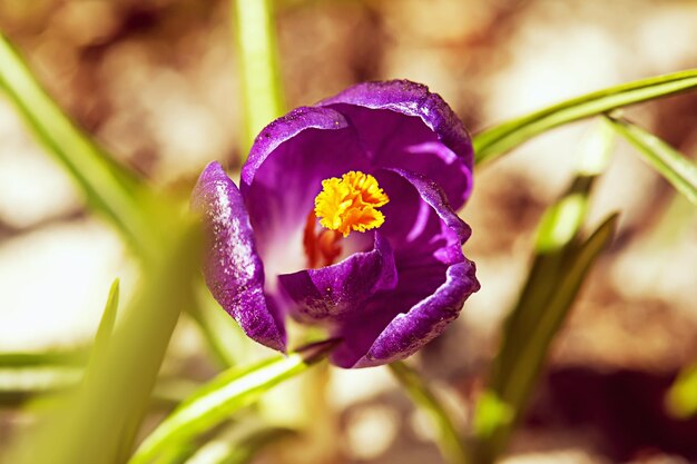 Krokusse blühen