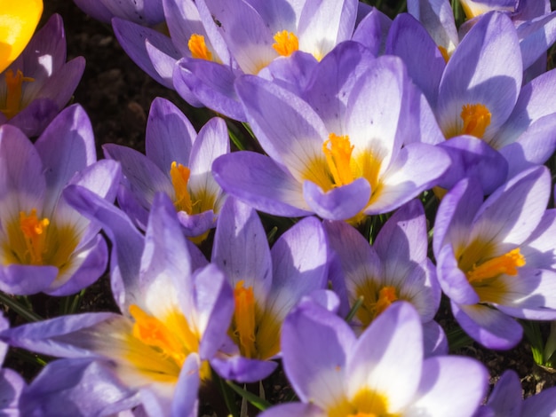 Krokusse, die im botanischen Garten blühen