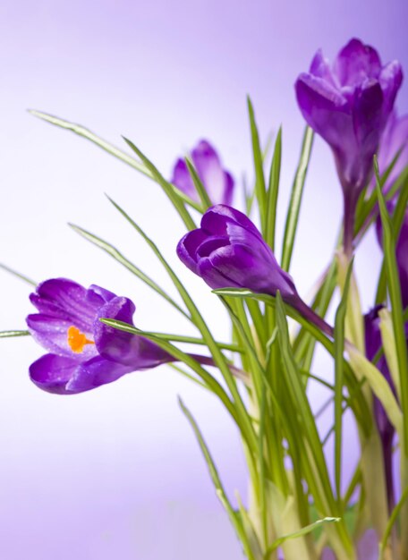 Krokusse gelbe Tulpen helle Frühlingsblumen auf Holzhintergrund