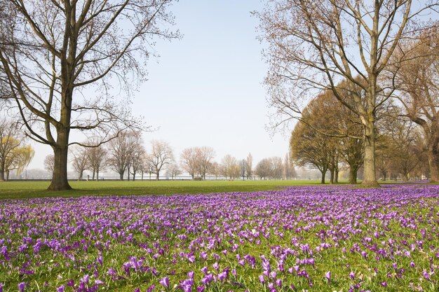 Krokusse im Park, Düsseldorf, Deutschland