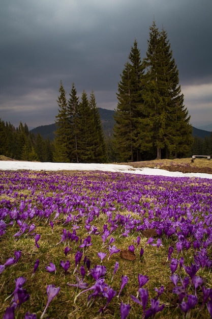 Krokuswiese mit schmelzendem Schnee im Frühlingslandschaftsfoto