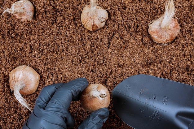 Krokuszwiebeln in den Boden pflanzen. Bauer in Handschuhen, die Safran pflanzen. Gartenwerkzeuge.