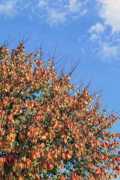 Krone eines Obstbaums im Herbst gegen den Himmel