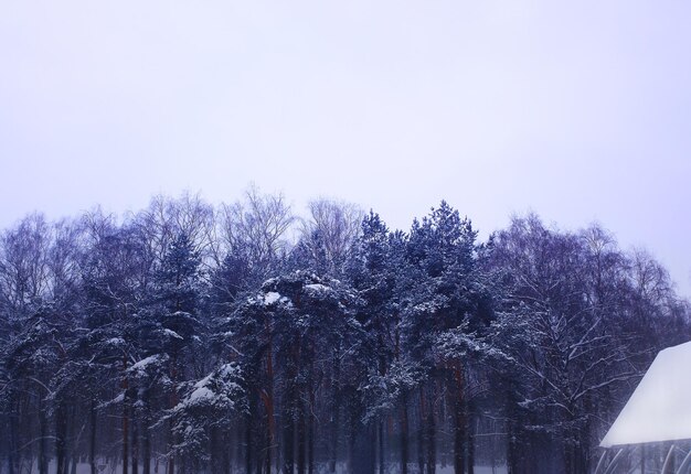 Kronen der Winterwaldlandschaft Hintergrund